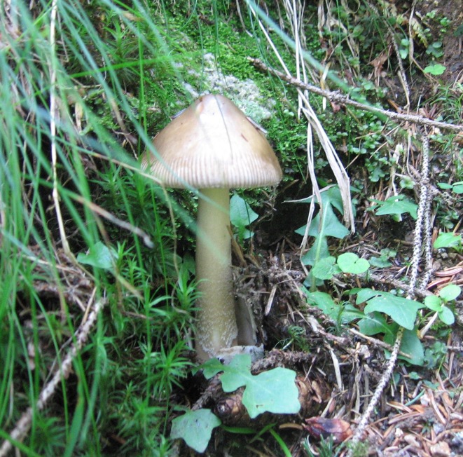 Bosco di abeti sulle Dolomiti, 1700 m